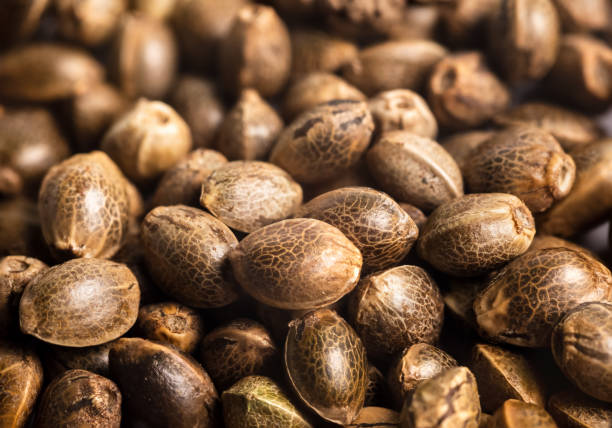Organic Hemp Seeds
